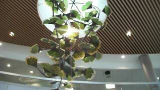 The Worlds Most Beautiful Gingko Tree