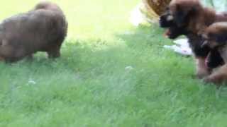 Soft Coated Wheaten Terrier Puppies For Sale screenshot 5