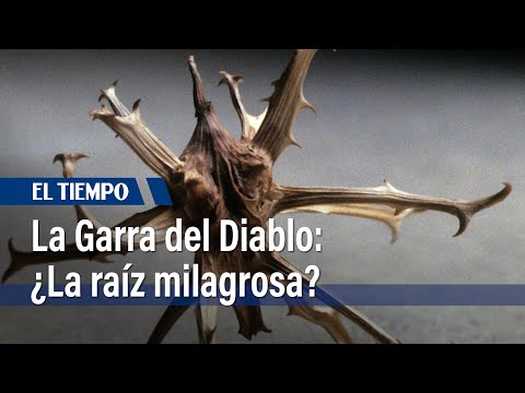 Garra del Diablo, la raíz que le podría quitar el dolor de espalda | El Tiempo