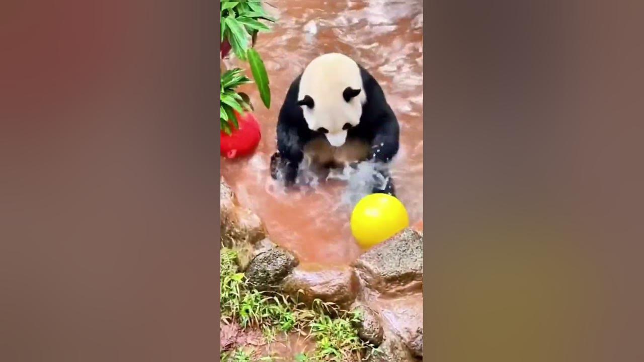 Stupid pandas #viral #cute - YouTube