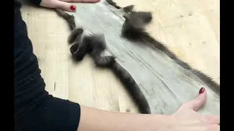 Сшить шубу. Роспуск в соболе