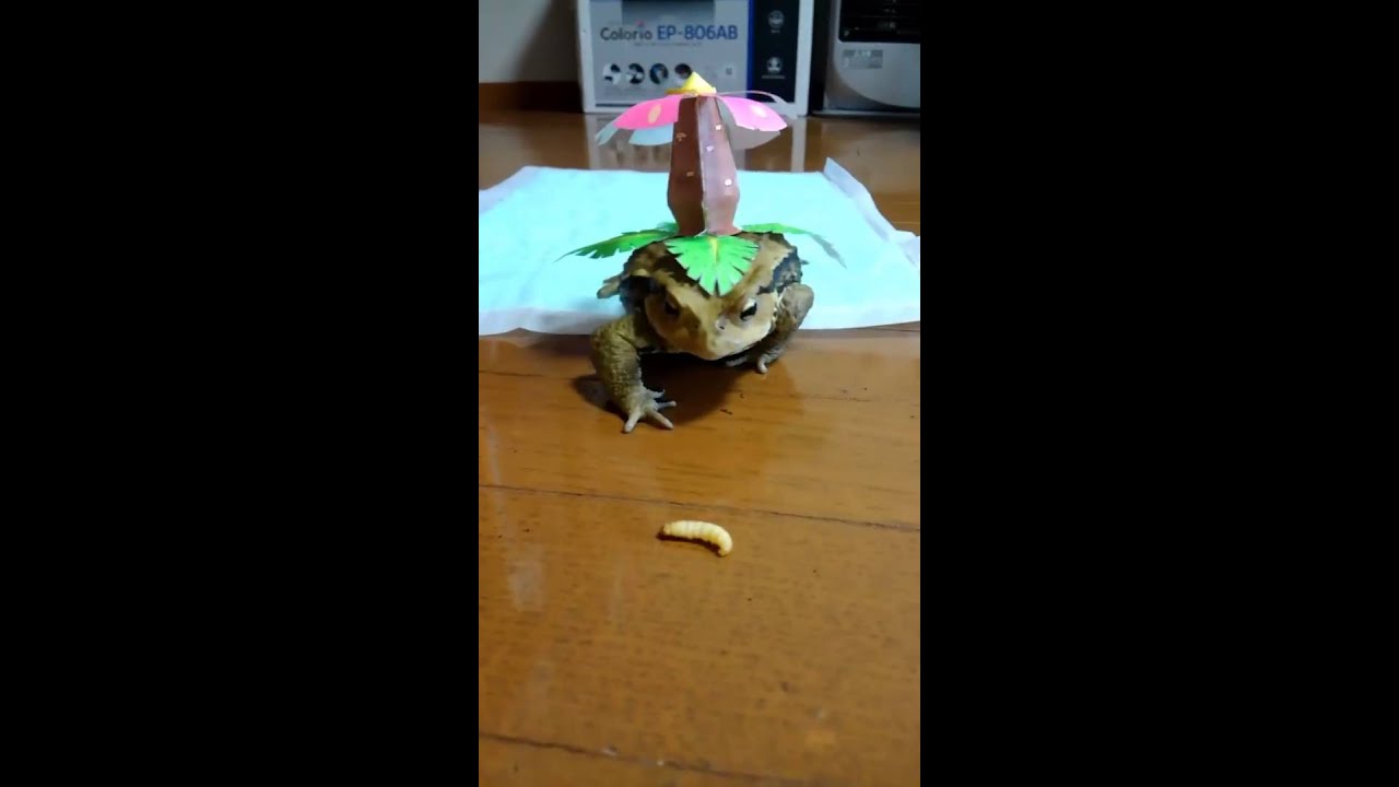 Frog dressed as a Venusaur YouTube