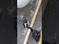 😻 Gatitos cómo ganar 10.000 visitas sin Hacer Adsolutamente Nada!! parte 1