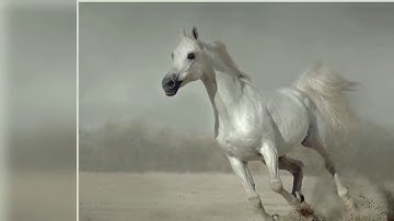 سورة العاديات محمد مختار