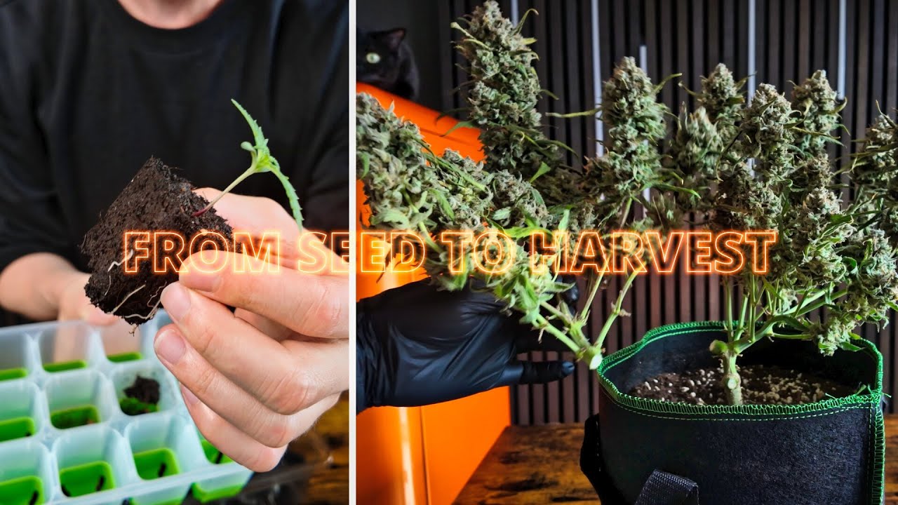 Cannabis 90 Day Grow Timelapse from Seed to Harvest | Purple Skunk automatic