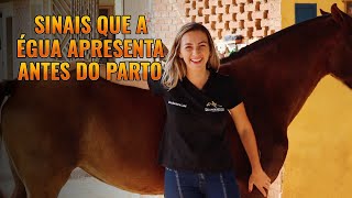 🏇 Sinais Que a Égua Apresenta Antes do Parto