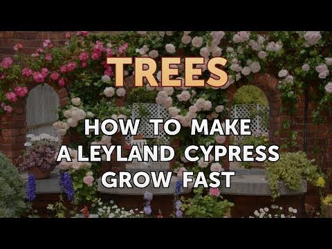 Video: Penyakit Pohon Cemara Leyland - Tips Pengobatan Penyakit Cemara Leyland