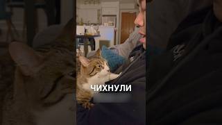 Котик боится чихов 😂 #истории #история #новости #новость #shorts