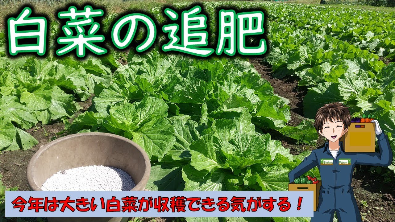白菜追肥 どうする?, 白菜 縛る タイミング – SJGZY
