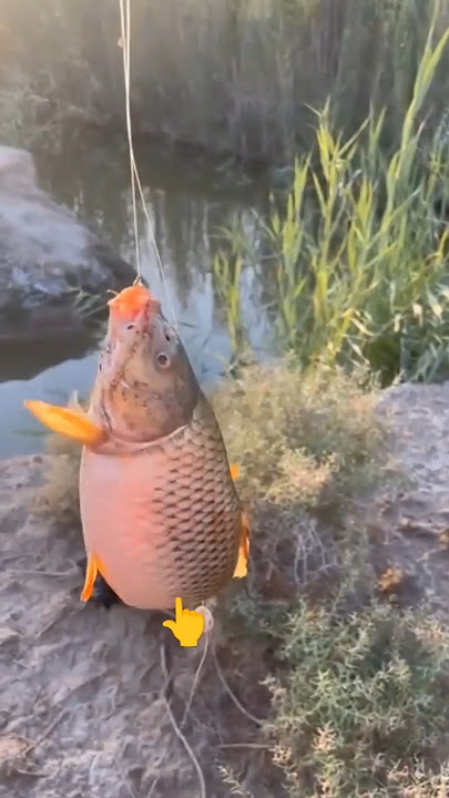 खटिया से 🫣🐠🐬मछली पकड़लिया#trendingreels #fishing #uploder #vairalvideo #videoviews 🐬🐠🐠🐠🐠🐠