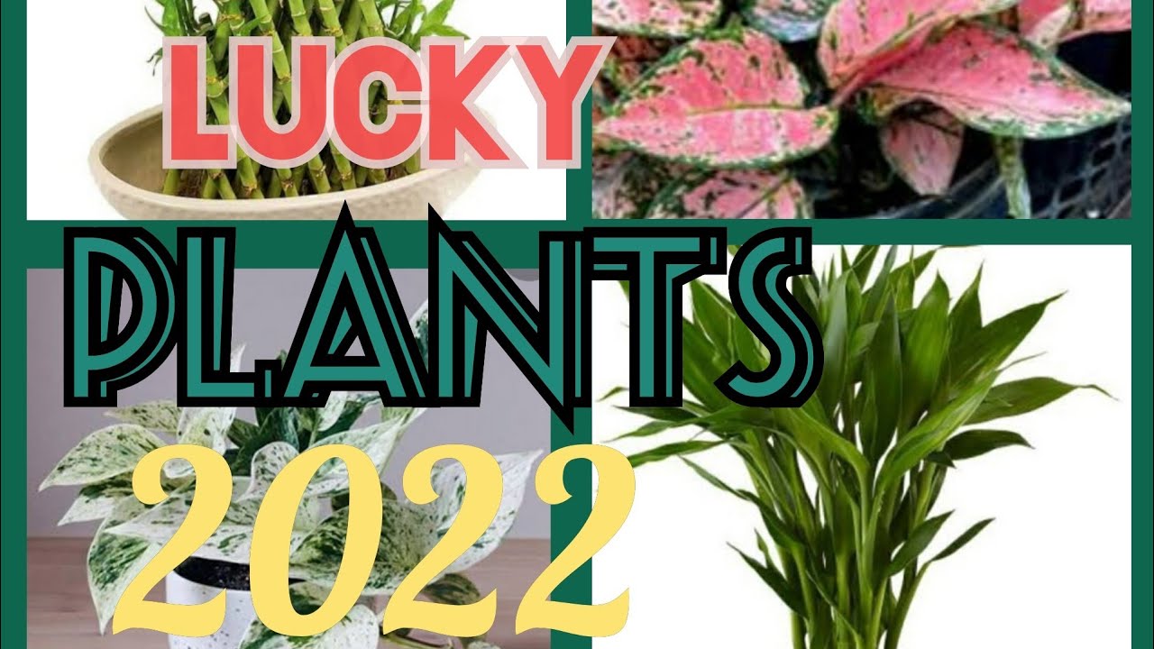 9 LUCKY PLANTS FOR 2022/FENG SHUI PLANTS FOR YEAR 2022 PAMPASWERTE