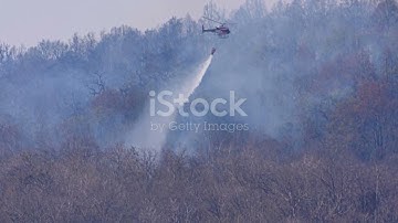 🌿 The Role of AI in Wildlife Conservation and Biodiversity 🌍