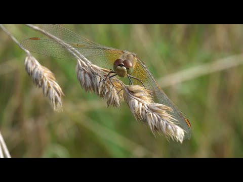 Video: Strada Barskiye Prudy (Fryazino): descriere, istorie și fapte interesante