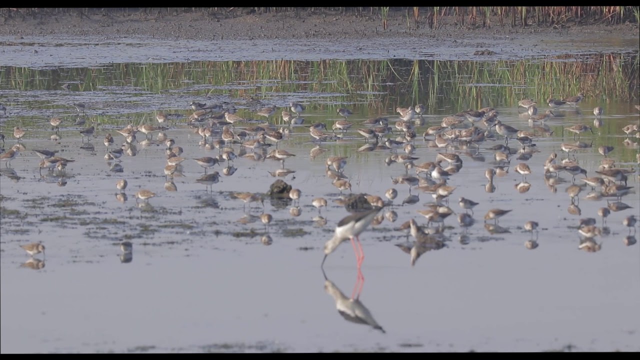 Migratory Bird - Little Stint. 