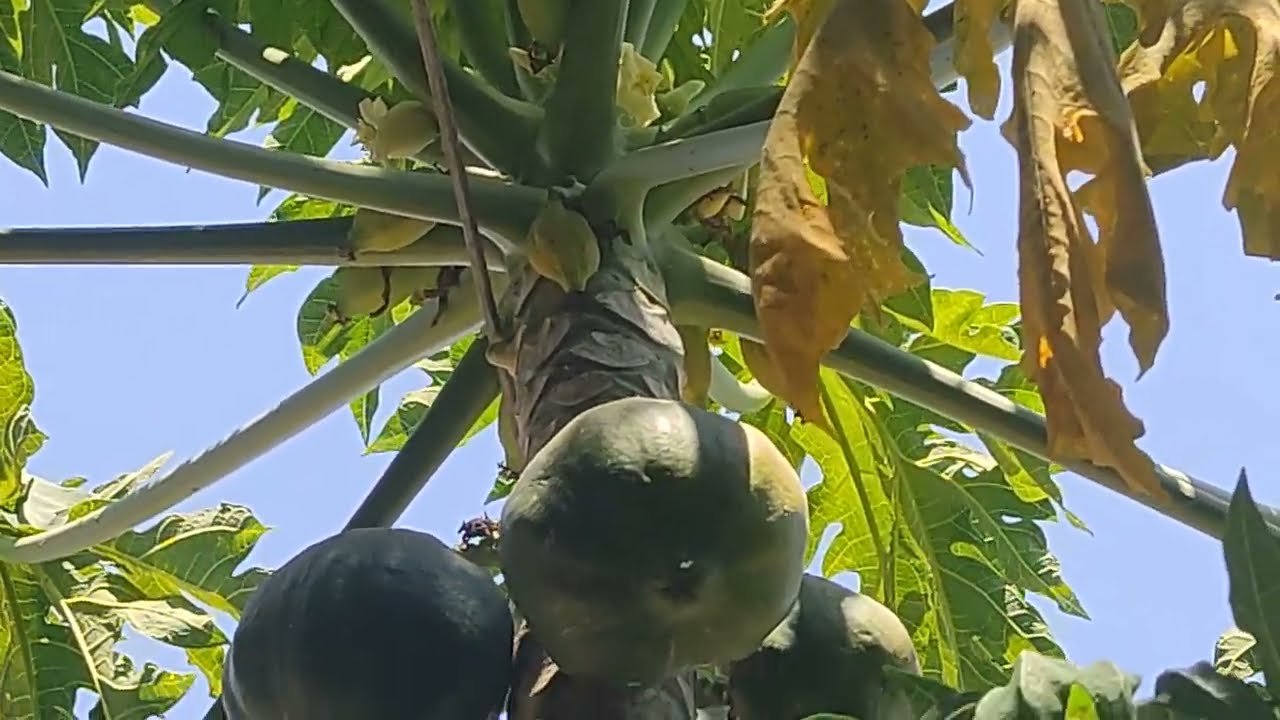 علاج تساقط ثمرة شجر الباباي #ثمار #باباي