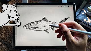 How to draw a milkfish (Bangus) 🐟 