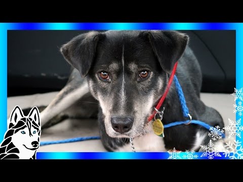 meet-husky-clyde-|-help-us-help-huskies