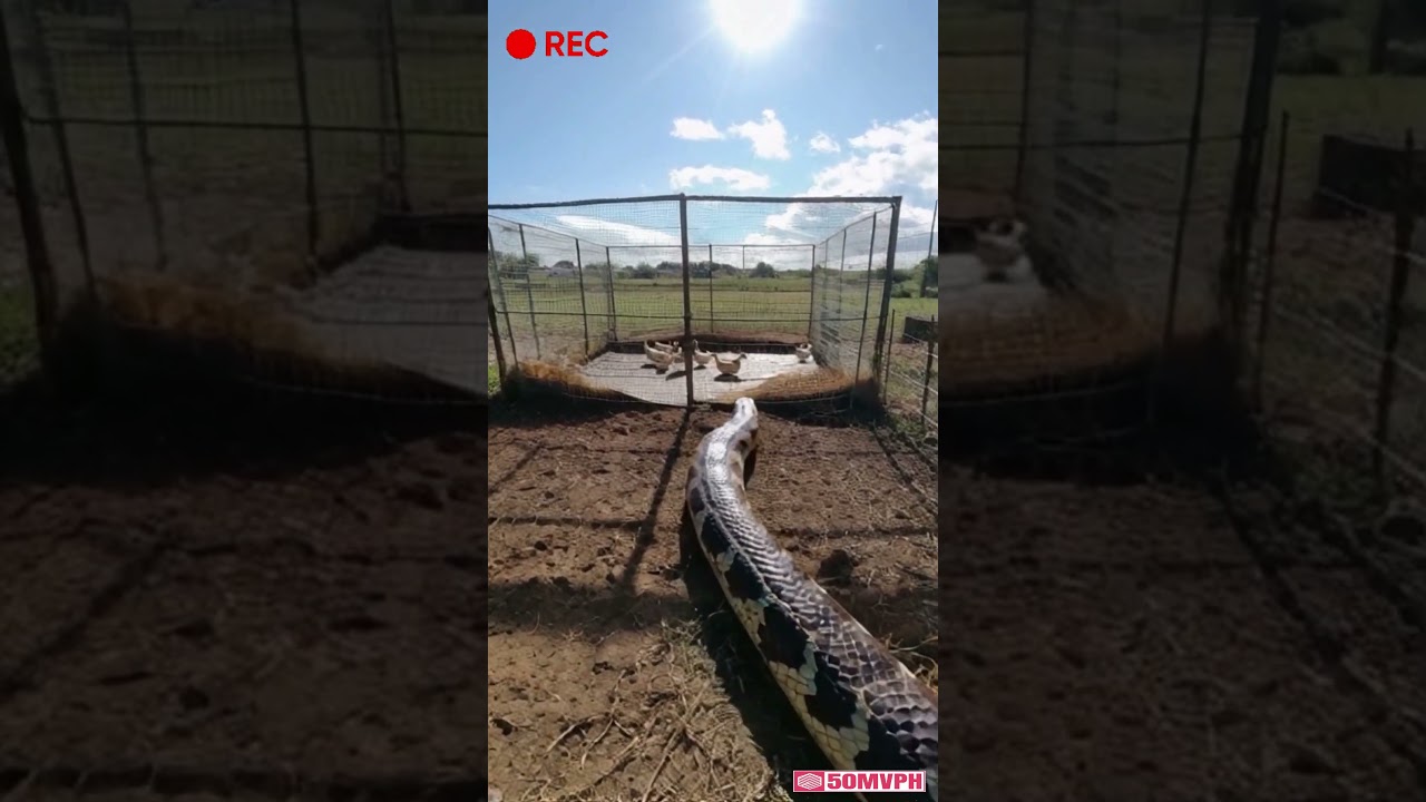 giant python attacks ducks