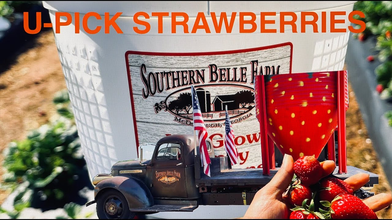 UPick Berries Southern Belle Farm Strawberry Picking McDonough