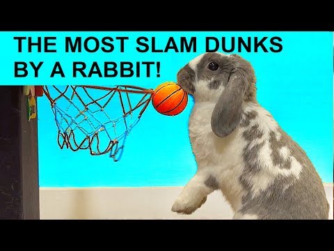 Guinness-Most slam dunks by a rabbit - Guinness World Records