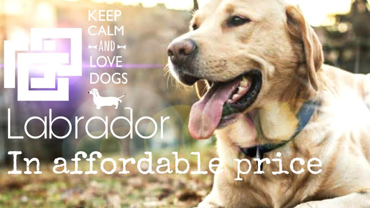 One of the best family dog breed labrador in affordable price