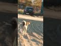 Странные звуки(4)