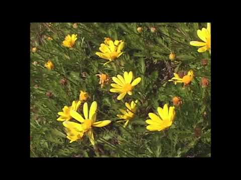 オフコース 汐風のなかで