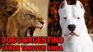 DOGO ARGENTINO SI LAWAN TANGGUH SINGA