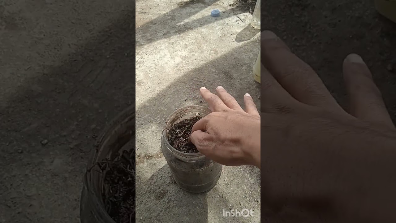 Tutorial cara menanam tanaman sawi hijau 