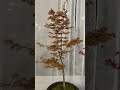 Japanese maple kiyohime