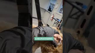EAR HAIR PLUCKING Update