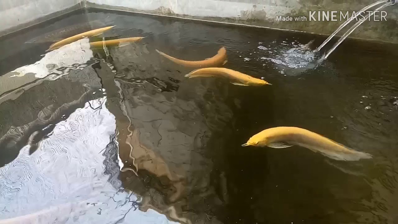 PELIHARAAN DIRUMAH SENDIRI,,, AROWANA SILVER ALBINO
