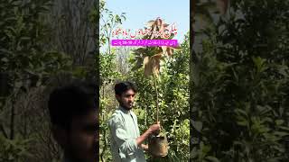 دنیا کی تیز ترین چھاؤں والاپودااسے چھاؤں کا بادشاہ بھی کہتے ہیں#پلکن  #pilkin  #shadetree #eidoffer