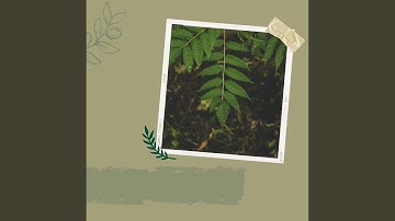 Pulsating Ambience for Enchanting Afternoons