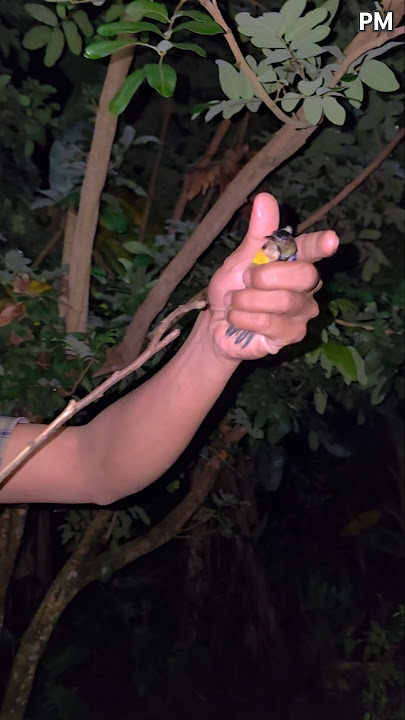 pikat burung sogon #shortvideo