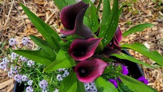 Planting Calla Lily Rhizomes
