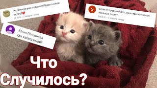 ЧТО СЛУЧИЛОСЬ С ПОДКИДЫШАМИ / ИСТОРИЯ КОТЯТ ЧТО СЛУЧИЛОСЬ С ПОДКИДЫШАМИ / ИСТОРИЯ КОТЯТ