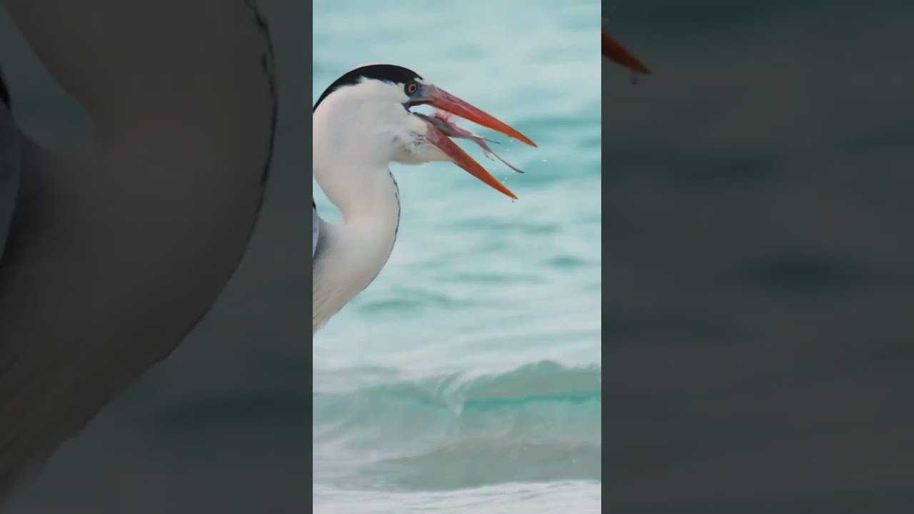 Birds, by Amilla Maldives