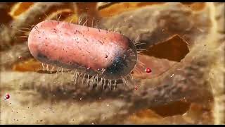 3D Animation of Xylem Filtration
