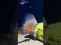 You’re Overfeeding Your Fish 😳🐟 | Beginner Mistake #fish #fishtank #aquarium