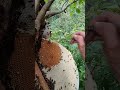 ta balanced with honey #Ayisupriatnamadu #nature