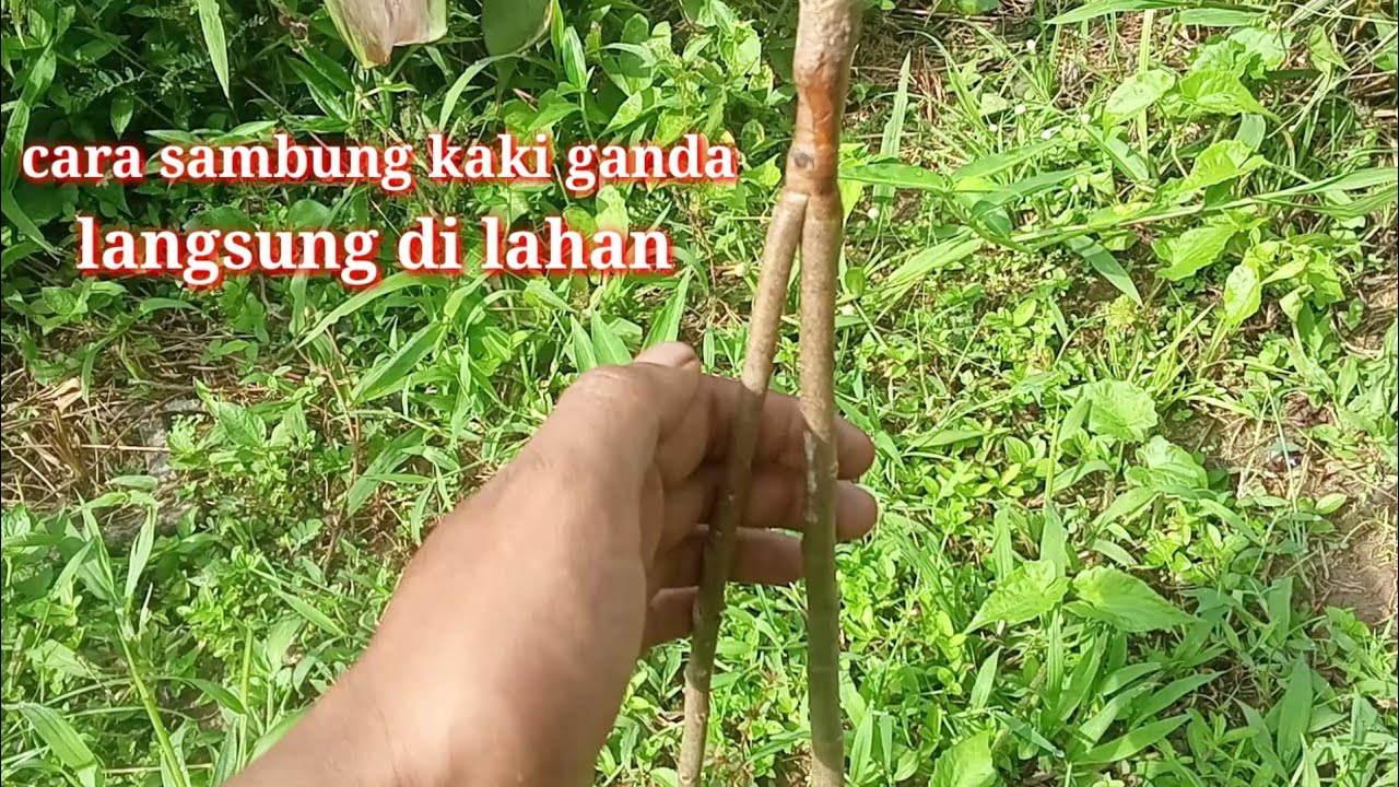 cara sambung kaki ganda durian langsung di lahan