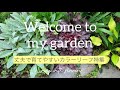 お庭を作るなら必ず植えたい♫お庭が一気にオシャレになるカラーリーフ特集