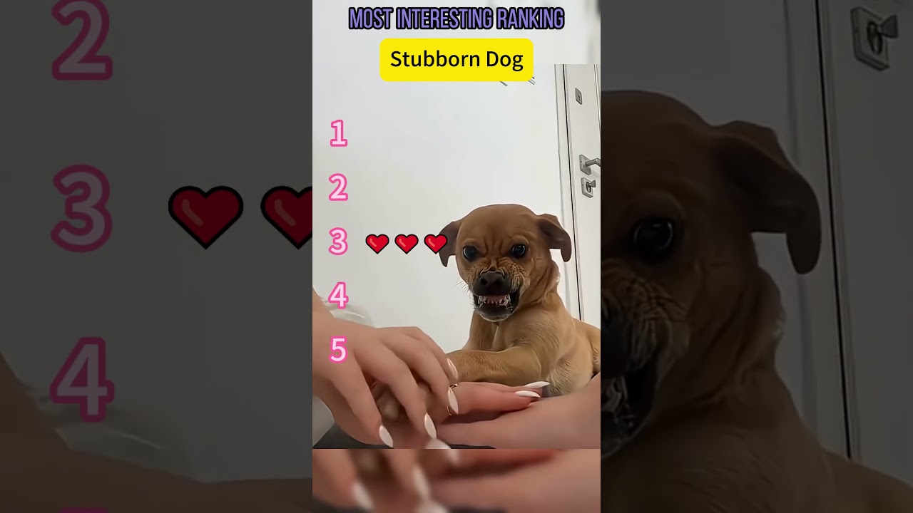 "Interaction with the dog" #funny #dothingsyoudontwanttodo #memes #helpmemakethismakesense
