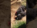 Chicken Dust Bath #nature #birds #bird #chicken #farming #farm #farmer #natural #naturelovers