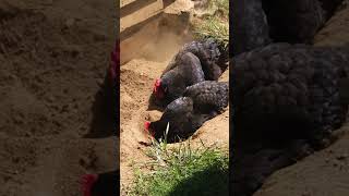 Chicken Dust Bath #nature #birds #bird #chicken #farming #farm #farmer #natural #naturelovers