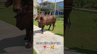 mara piya ghar aya 🥰❣️#cow #cowlover #animals #beautiful #badshah #bull #trending #viral #shorts #yt