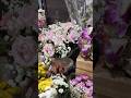 Beautiful Flowers and Roses in A Bangkok Market #roses #bangkok #flowers #nature #pretty #beautiful