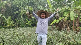 Pineapple Harvest Time Tips Sa Pagtatanim Ng Pinya