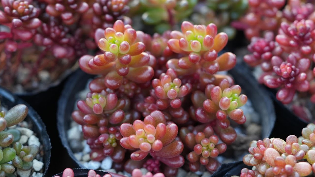 多肉植物^o^  モリモリ❣️レッドベリー レッドベリー♡希少品種♡多肉植物♡セダム♡もりもり アート